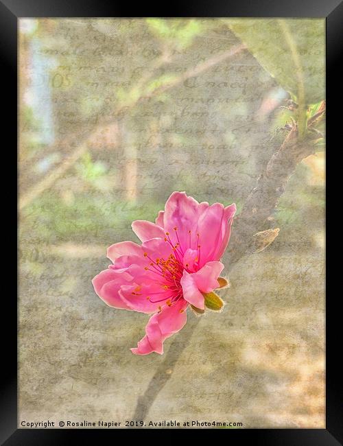 Peach tree blossom with texture Framed Print by Rosaline Napier