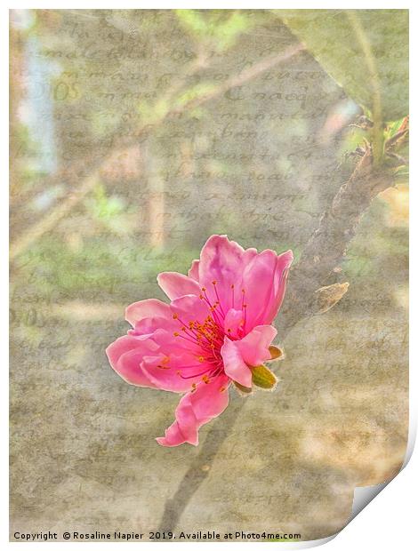 Peach tree blossom with texture Print by Rosaline Napier