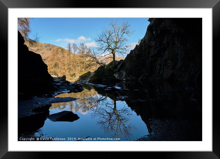 Lone Tree at Rydal Cave  Framed Mounted Print by David Tomlinson
