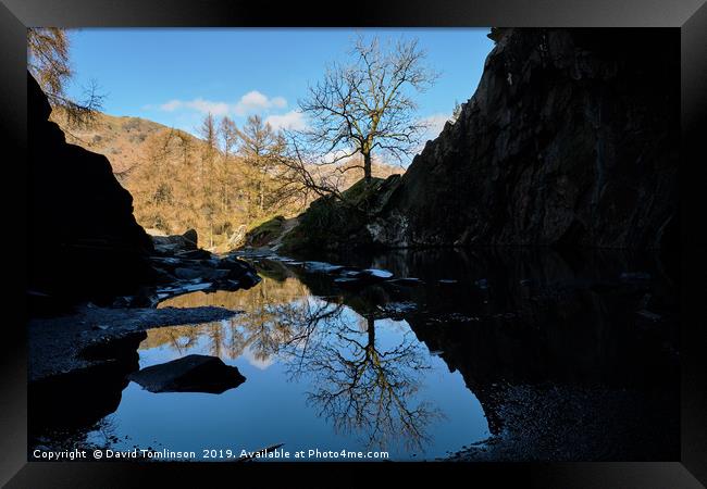 Lone Tree at Rydal Cave  Framed Print by David Tomlinson