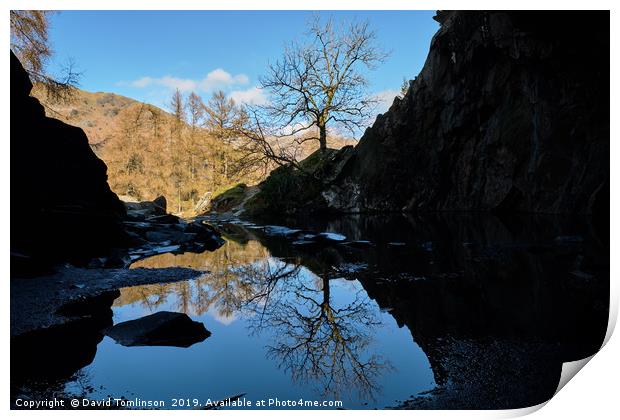 Lone Tree at Rydal Cave  Print by David Tomlinson