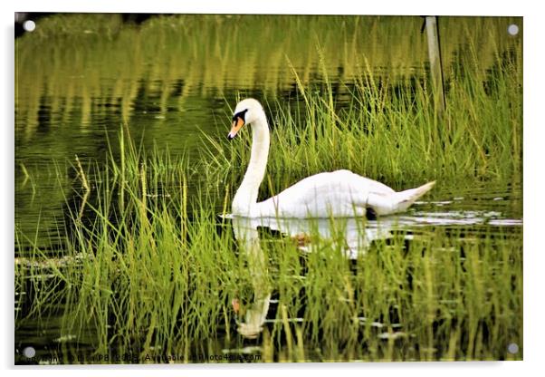 Swan Reflections Acrylic by Lisa PB