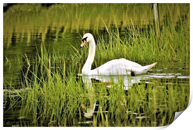 Swan Reflections Print by Lisa PB