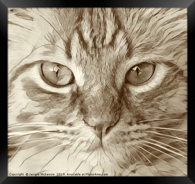 KIT CAT Framed Print by Jacque Mckenzie