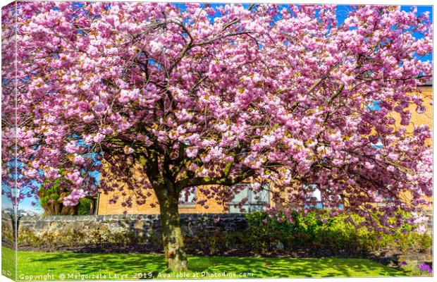 Beautiful Japanese cherry tree blossom in Airdrie Canvas Print by Malgorzata Larys