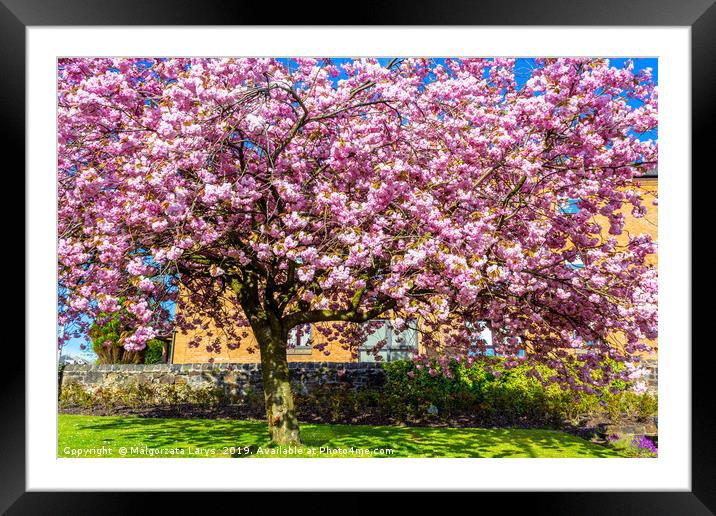 Beautiful Japanese cherry tree blossom in Airdrie Framed Mounted Print by Malgorzata Larys