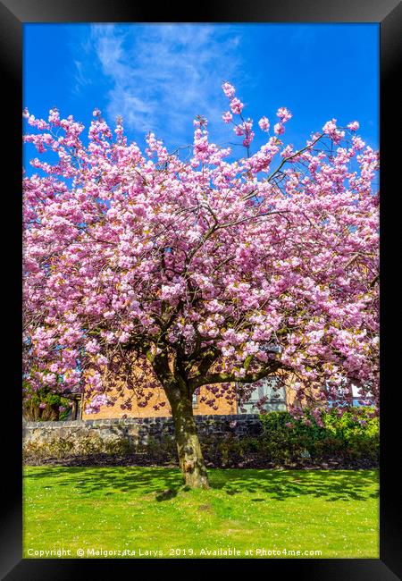 Beautiful Japanese cherry tree blossom in Airdrie Framed Print by Malgorzata Larys