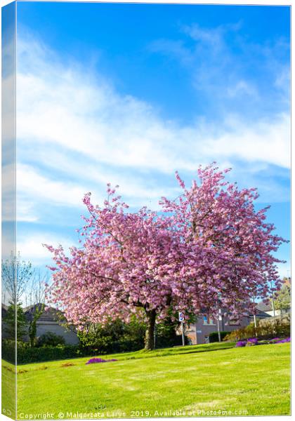 Beautiful Japanese cherry tree blossom in Airdrie Canvas Print by Malgorzata Larys