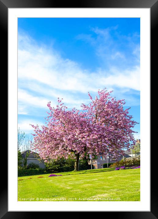Beautiful Japanese cherry tree blossom in Airdrie Framed Mounted Print by Malgorzata Larys