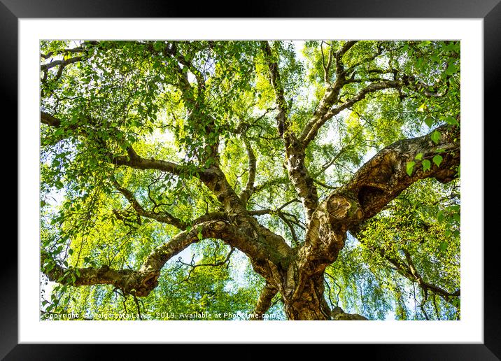 An old birch tree with long branches in Spring tim Framed Mounted Print by Malgorzata Larys