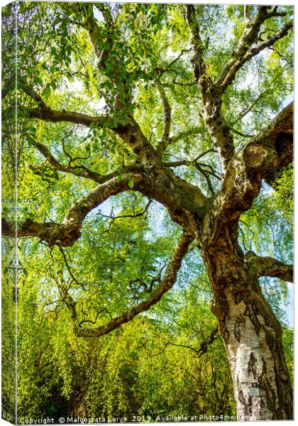 An old birch tree with long branches in Spring tim Canvas Print by Malgorzata Larys
