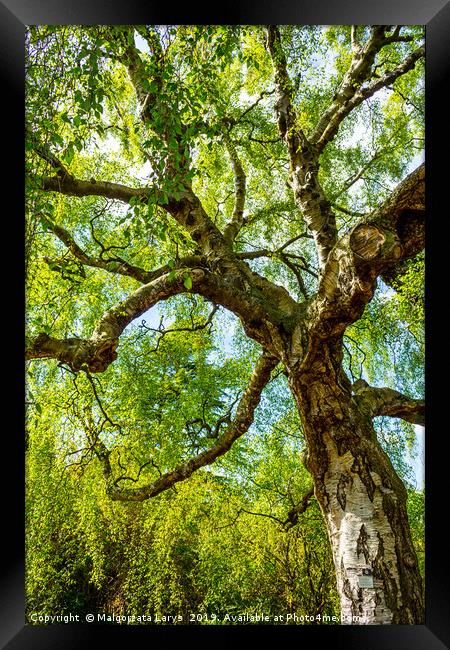 An old birch tree with long branches in Spring tim Framed Print by Malgorzata Larys