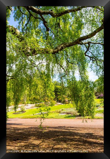 An old birch tree with long branches in Spring tim Framed Print by Malgorzata Larys
