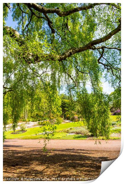 An old birch tree with long branches in Spring tim Print by Malgorzata Larys