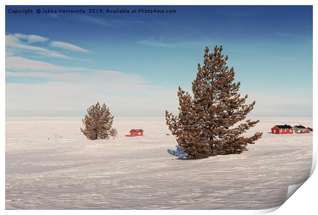 Pine Trees On An Icy Beach Print by Jukka Heinovirta
