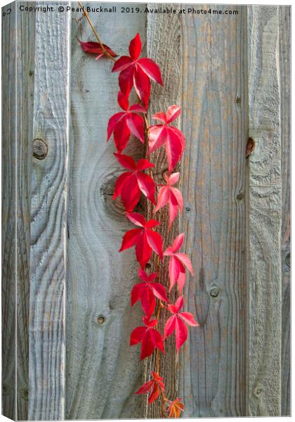 Red Leaves on Rustic Wood Canvas Print by Pearl Bucknall