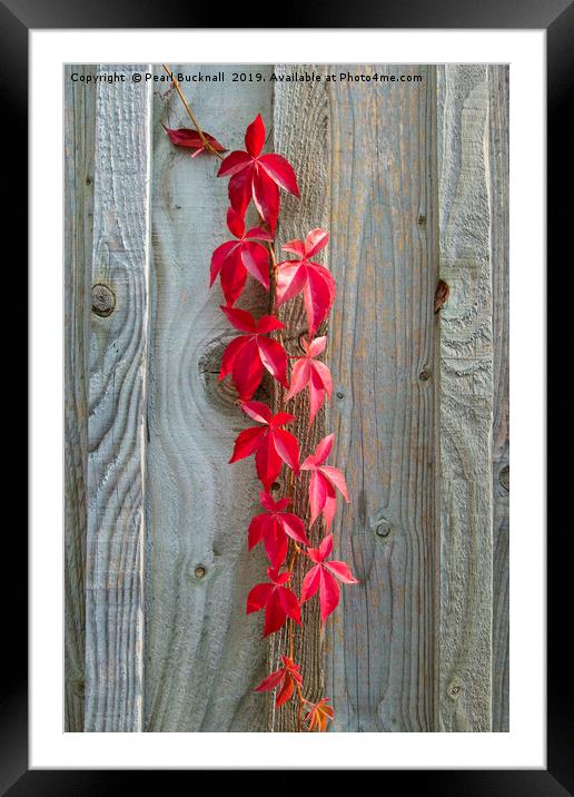 Red Leaves on Rustic Wood Framed Mounted Print by Pearl Bucknall