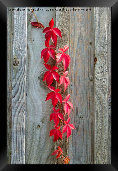 Red Leaves on Rustic Wood Framed Print by Pearl Bucknall