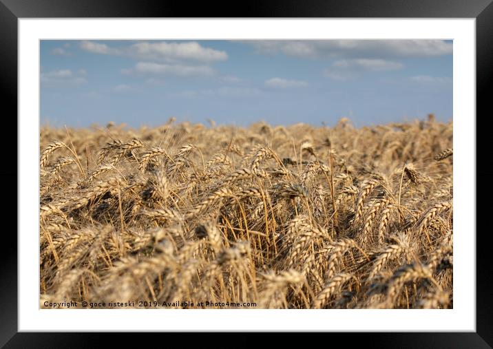 golden wheat field and blue sky summer scene Framed Mounted Print by goce risteski