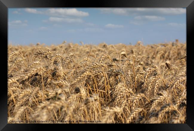 golden wheat field and blue sky summer scene Framed Print by goce risteski