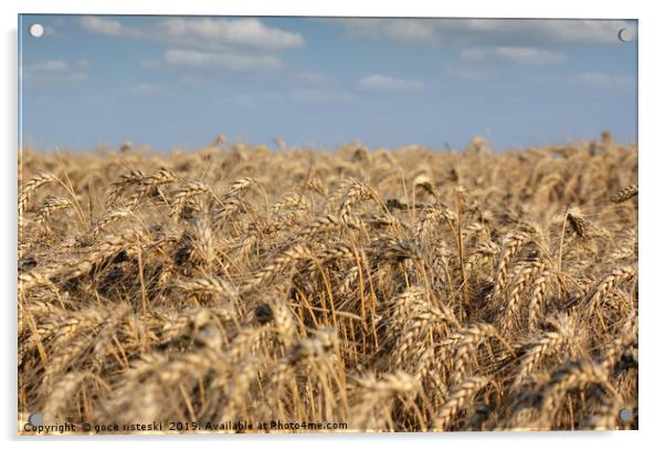 golden wheat field and blue sky summer scene Acrylic by goce risteski