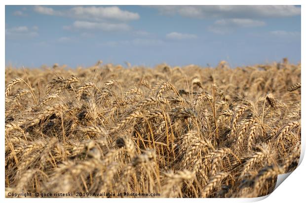golden wheat field and blue sky summer scene Print by goce risteski
