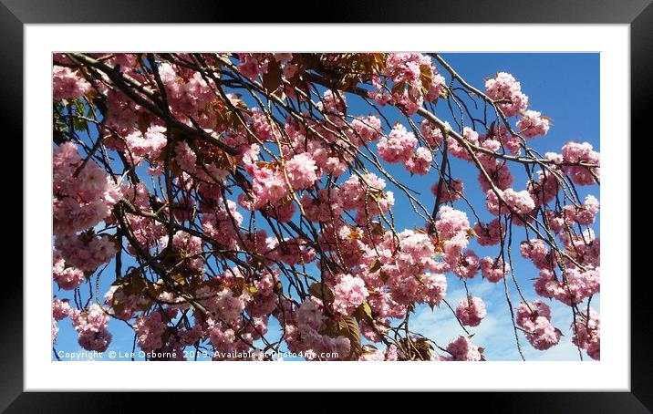 Spring Blossoms Framed Mounted Print by Lee Osborne