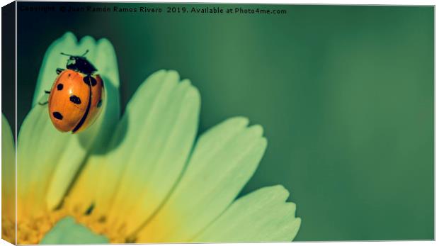 Ladybird on a petal yellow and white of daisy flow Canvas Print by Juan Ramón Ramos Rivero