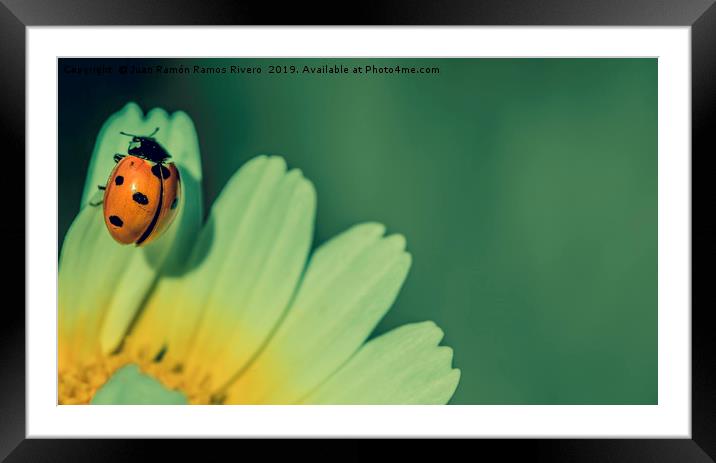 Ladybird on a petal yellow and white of daisy flow Framed Mounted Print by Juan Ramón Ramos Rivero