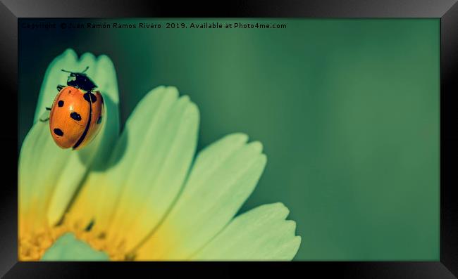 Ladybird on a petal yellow and white of daisy flow Framed Print by Juan Ramón Ramos Rivero