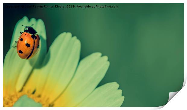 Ladybird on a petal yellow and white of daisy flow Print by Juan Ramón Ramos Rivero
