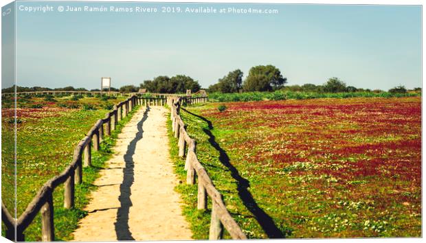 Red flowers field landscape with blue sky and dirt Canvas Print by Juan Ramón Ramos Rivero