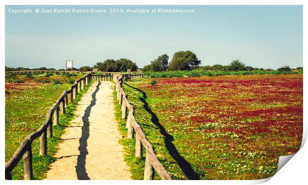 Red flowers field landscape with blue sky and dirt Print by Juan Ramón Ramos Rivero