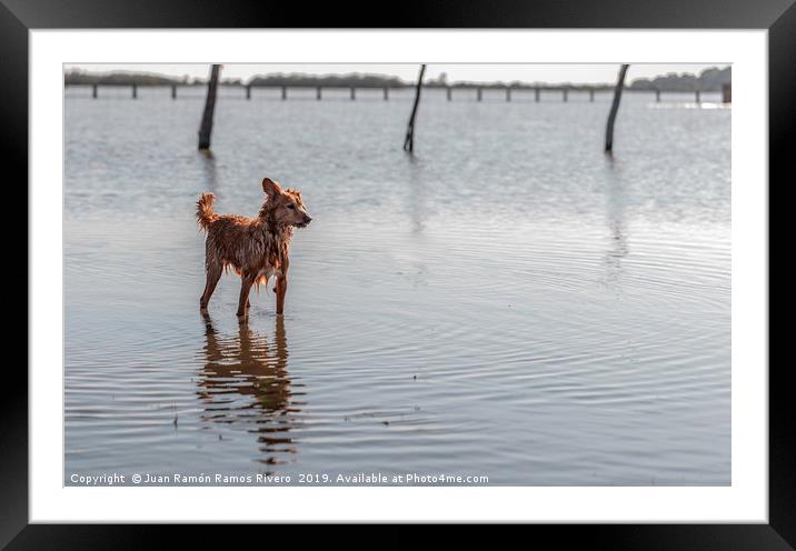 Small dog standing on water Framed Mounted Print by Juan Ramón Ramos Rivero