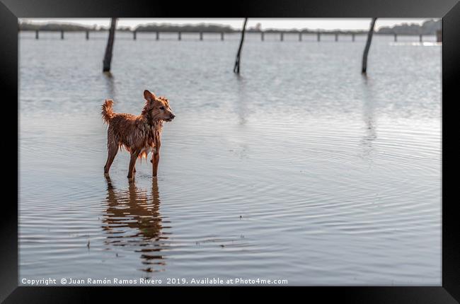 Small dog standing on water Framed Print by Juan Ramón Ramos Rivero