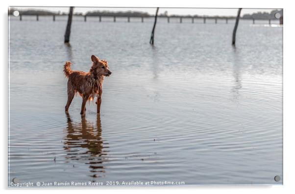 Small dog standing on water Acrylic by Juan Ramón Ramos Rivero