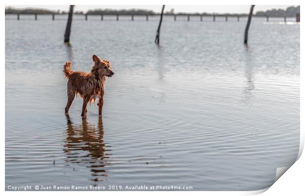 Small dog standing on water Print by Juan Ramón Ramos Rivero