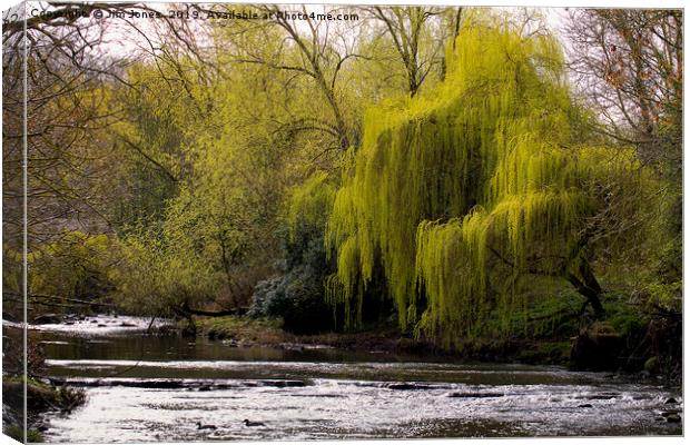 Weeping Willow on River Blyth Canvas Print by Jim Jones