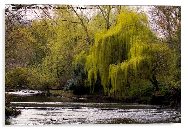 Weeping Willow on River Blyth Acrylic by Jim Jones