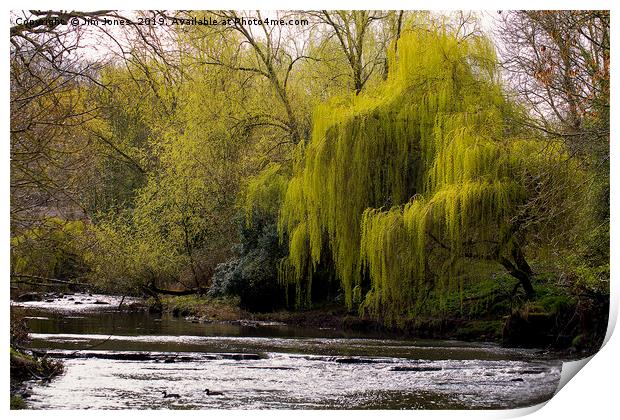 Weeping Willow on River Blyth Print by Jim Jones