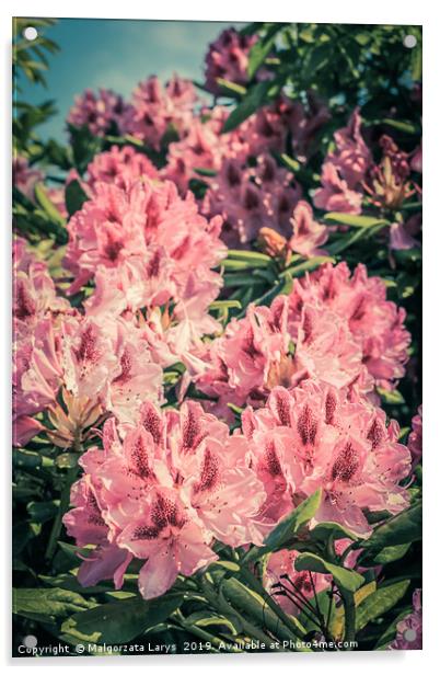 Beautiful blooming pink Rhododendron in vintage st Acrylic by Malgorzata Larys