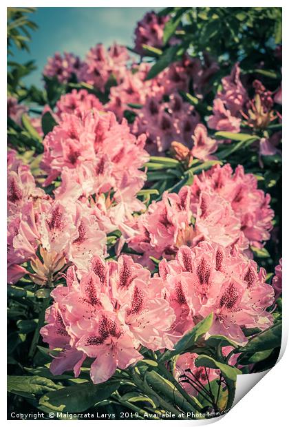 Beautiful blooming pink Rhododendron in vintage st Print by Malgorzata Larys
