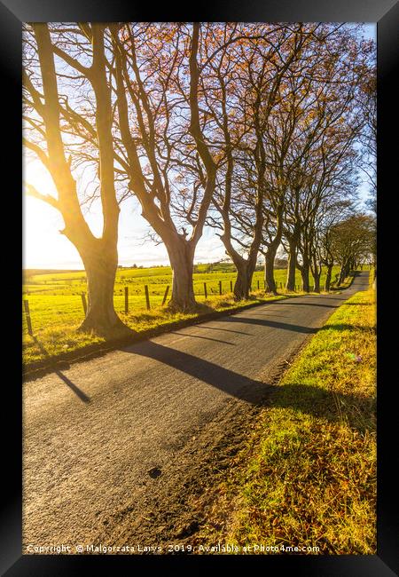 Beautiful rural road with trees and sunlight in Sp Framed Print by Malgorzata Larys