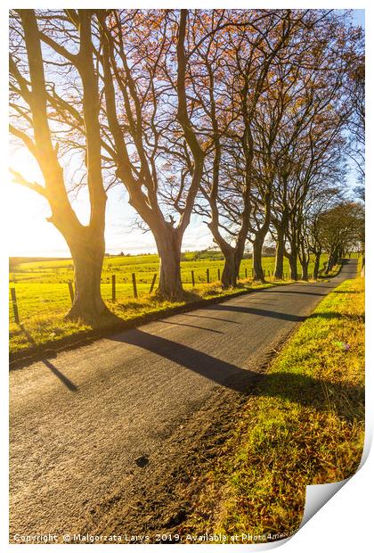 Beautiful rural road with trees and sunlight in Sp Print by Malgorzata Larys