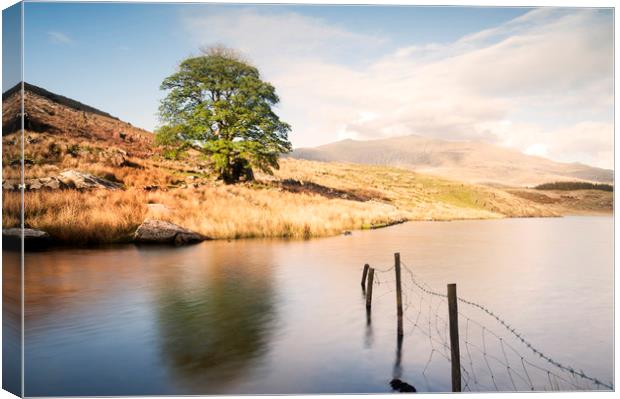 Lone tree at Llyn Dywarchen Canvas Print by carl barbour canvas