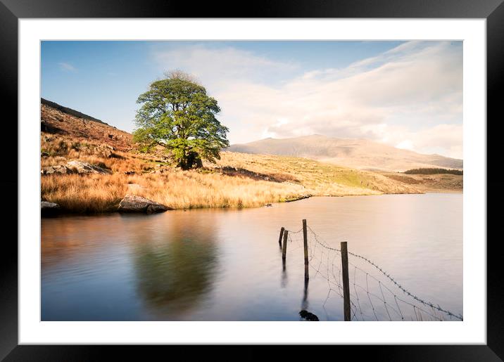 Lone tree at Llyn Dywarchen Framed Mounted Print by carl barbour canvas