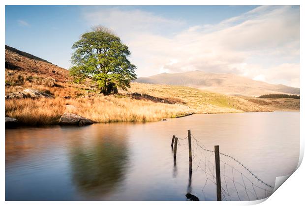 Lone tree at Llyn Dywarchen Print by carl barbour canvas