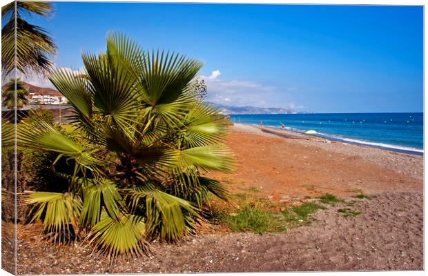 Palm trees Torrox Costa Del Sol Spain Canvas Print by Andy Evans Photos