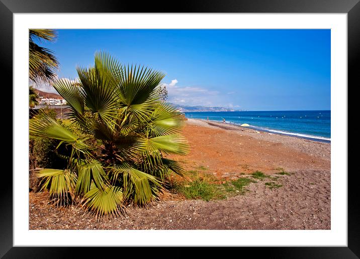 Palm trees Torrox Costa Del Sol Spain Framed Mounted Print by Andy Evans Photos