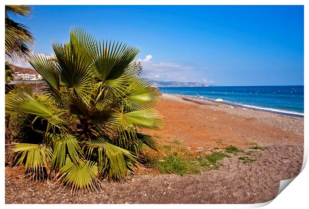 Palm trees Torrox Costa Del Sol Spain Print by Andy Evans Photos